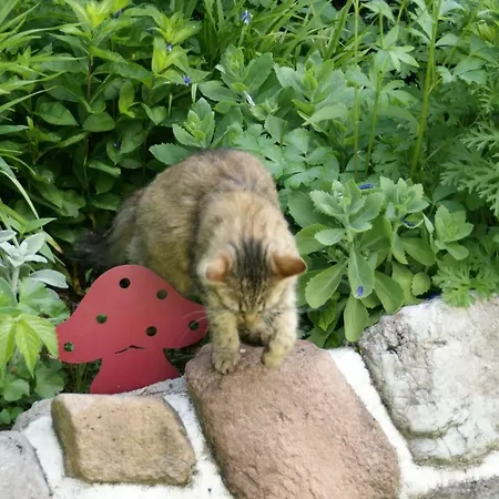 公寓 Herzog 玛丽亚埃姆安斯泰内嫩米尔